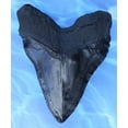 thumbnail image 2 of Massive 5.5" Megalodon Shark Tooth Replica with serrations - cast from an original fossil, 2 of 2