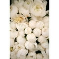 thumbnail image 3 of Okula, Carina 11x14 Black Modern Framed Museum Art Print Titled - Peony 1, 3 of 5
