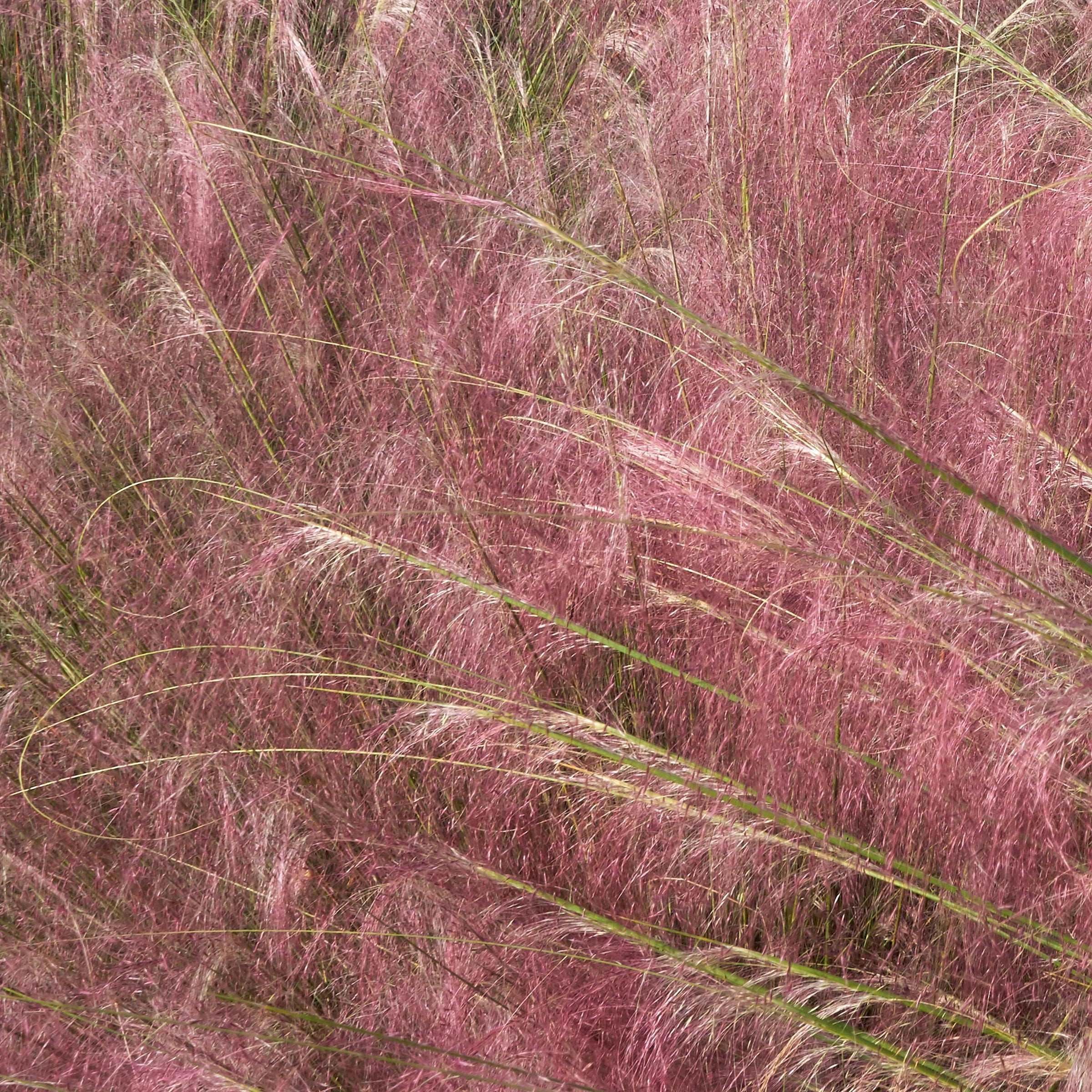 National Plant Network 3 gal. Pink Muhly Grass