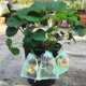 thumbnail image 2 of 100 Pcs Fruit Protection Netting Bags 17x23 Cm Mesh Fruit Barrier Bags, Garden Fruit Mesh Bag With Drawstring Protect From Insect, 2 of 5