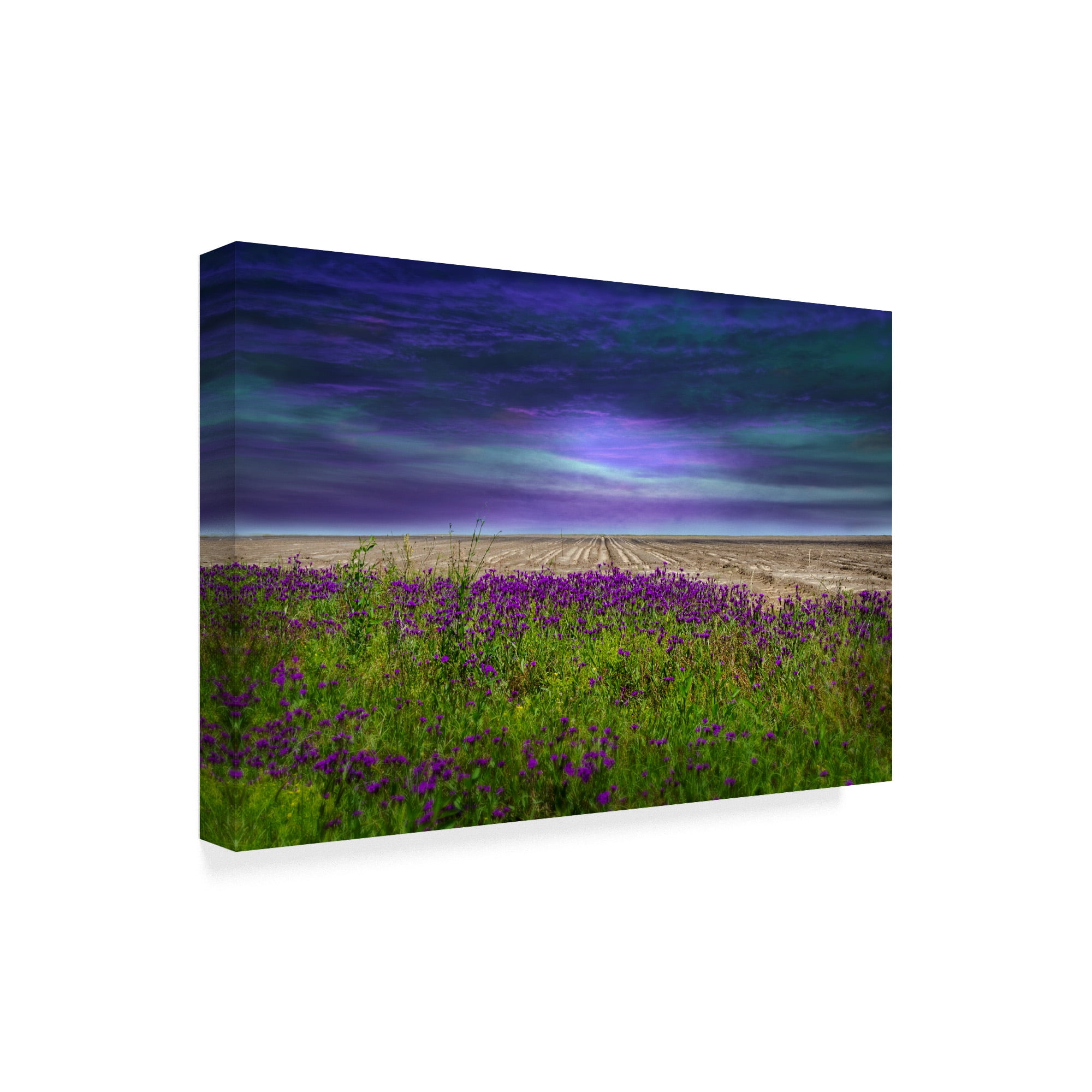 Trademark Fine Art 'Beyond The Wildflower' Canvas Art by Barbara Simmons