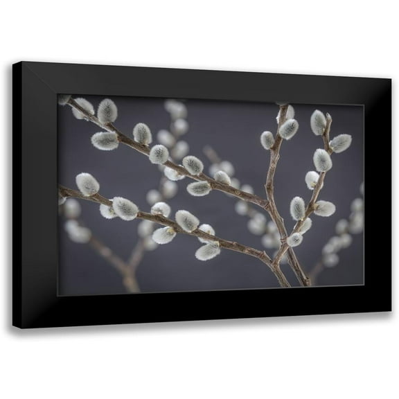 Mahan, Kathy 14x11 Black Modern Framed Museum Art Print Titled - Pussy Willows I