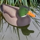 thumbnail image 1 of Modelo de pato realista, modelo ligero de pato de espuma EVA para caza, pesca y tiro, 1 of 7