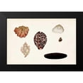 thumbnail image 2 of Vision Studio 14x11 Black Modern Framed Museum Art Print Titled - Antique Shell Anthology IX, 2 of 5