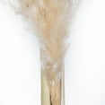 thumbnail image 4 of Vickerman 46" Dried Natural Pampas Grass, 6 pieces per Pack, 4 of 7