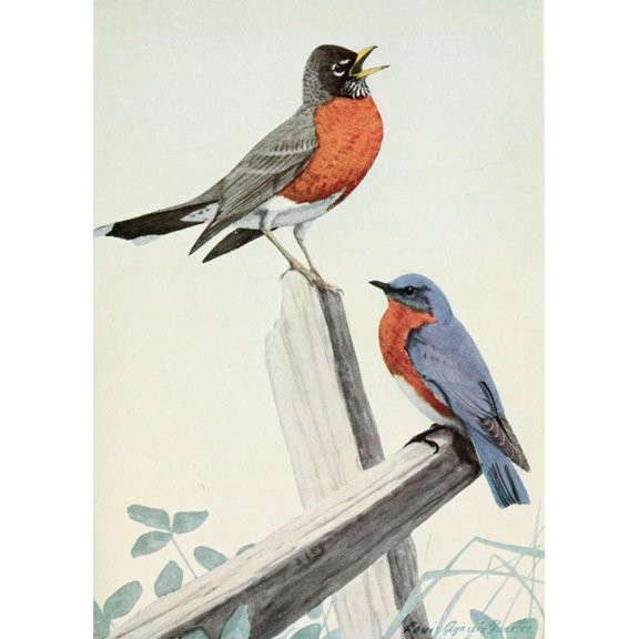Burgess Bird Book 1919 Robin & Bluebird Canvas Art - LA Fuertes (24 x 36)