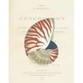 thumbnail image 2 of Shell  Nautiilus Poster Print by Samuel Brookes, 2 of 2
