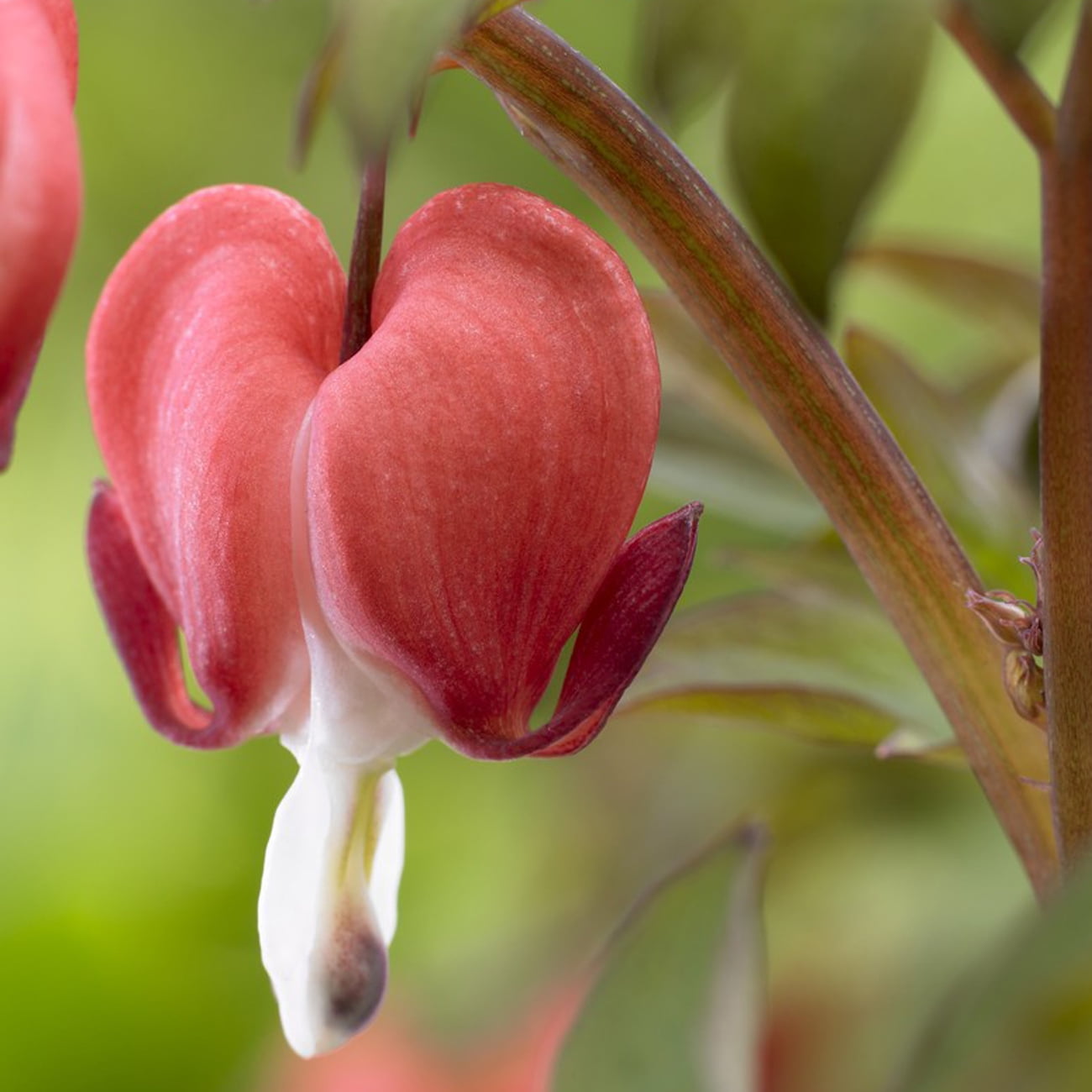 Van Zyverden Bleeding Hearts Valentine® Set of 2 Plant Roots Multicolor Partial Shade Perennial Flowering 1 lb