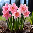 thumbnail image 3 of Daffodil, Low Maintenance - Easy Grow - Ideal for Beds Borders, Plant Pots & Planters, 3 of 7