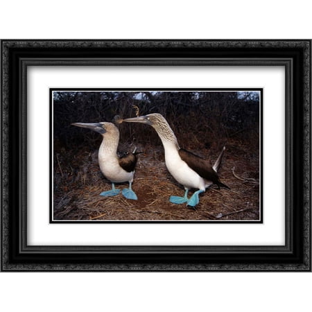 Blue-footed Booby pair courting, Galapagos Islands, Ecuador 2x Matted 24x18 Black Ornate Framed Art Print by De Roy, Tui