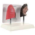 thumbnail image 4 of SHISUYAN 1 Pc PVC Lungs Model for Detailed Anatomy and Pathology Demonstrations, 4 of 8