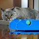 thumbnail image 4 of Máquina Cortadora de Cartón de 2 Piezas, Cortadora de Tablero Rascador para Gatos, Bricolaje, Corte de Cartón Reciclado., 4 of 5