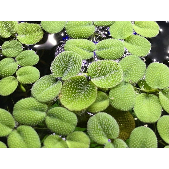 Salvinia Minima - Water Spangle - Tropical Floating Plant Aquarium Pond - 10  Plants