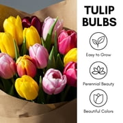 Negrita Double Tulip Bulbs for Planting - Vibrant Purple Flowers, Top Size Bulbs, Perennial Flowers (5 Bulbs)