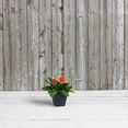 thumbnail image 2 of Root & Vessel Ella Square Planter, Black, 6", 2 of 6