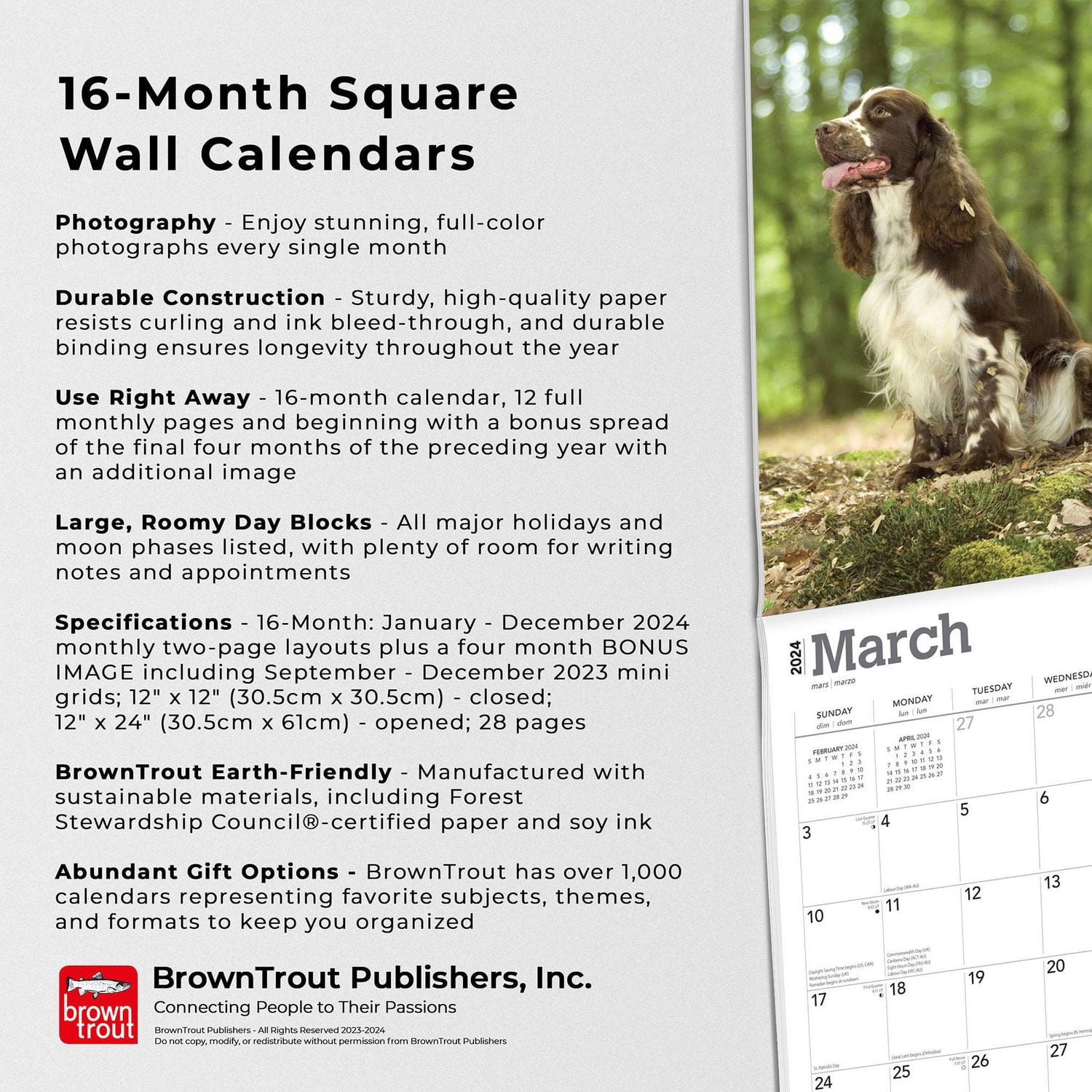 BrownTrout English Springer Spaniels 2024 12x24 Inch Square Wall Calendar, 9781975462666