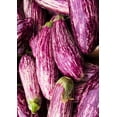 thumbnail image 4 of TomorrowSeeds - Pandora Striped Rose Eggplant Seeds - 200+ Count - For 2026 Planting Purple And, 4 of 8