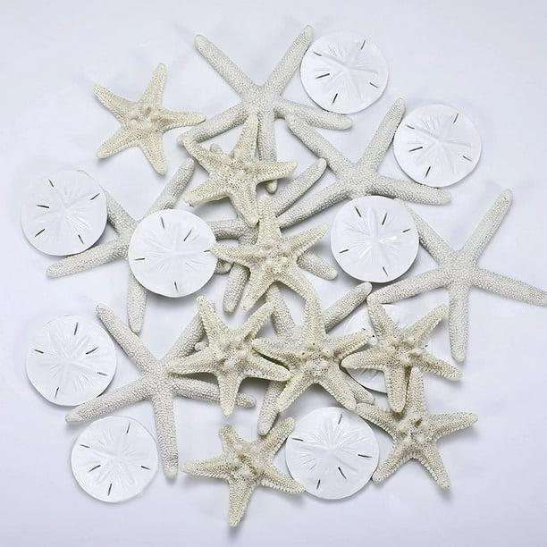 24 Pieces Starfish Assorted 3.14 Inch Starfish for Crafts Sand Dollar  Ornament White Resin Starfish Wall Decor Beach Starfish Decor for Wedding  Party