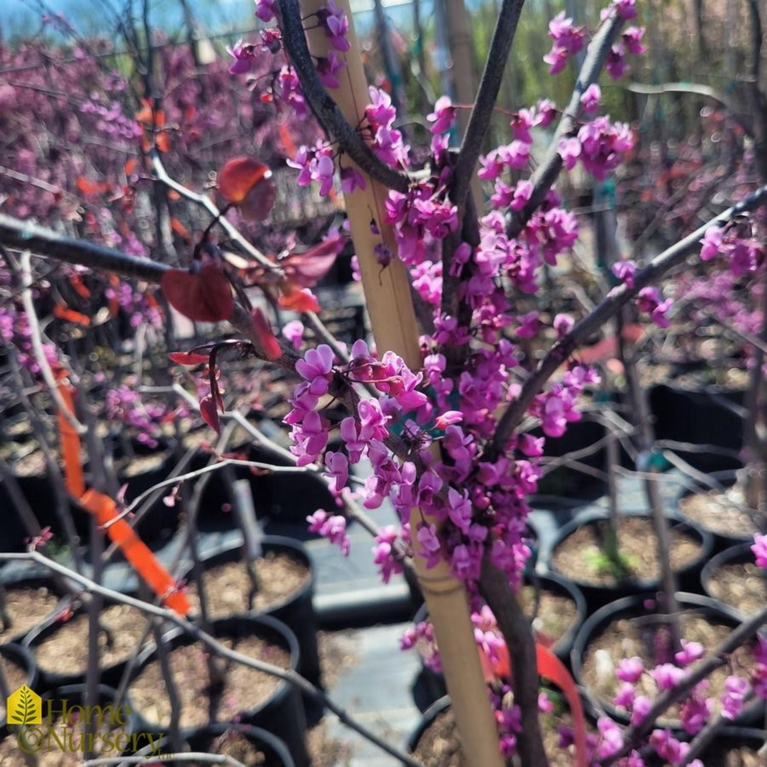 Expert Gardener 2-3 ft. tall Black Pearl Redbud Tree in 5- Gallon Grower Pot