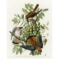 thumbnail image 2 of Vintage Apple Collection 26x32 Gold Ornate Wood Framed with Double Matting Museum Art Print Titled - American Sparrow Hawk, 2 of 4