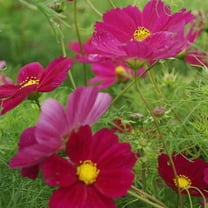 Outsidepride Cosmos Bipinnatus Dazzler - 2000 Seeds