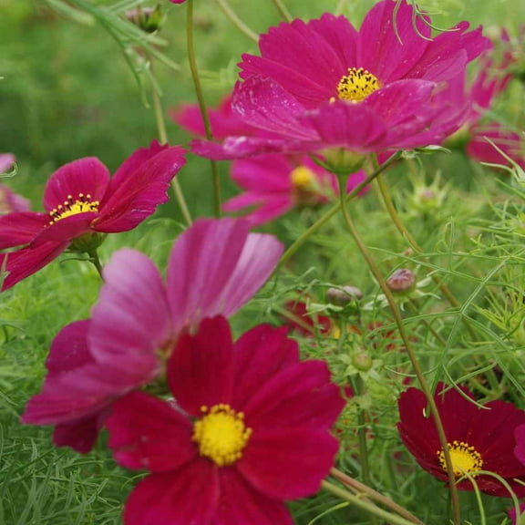 Outsidepride Cosmos Bipinnatus Dazzler - 2000 Seeds