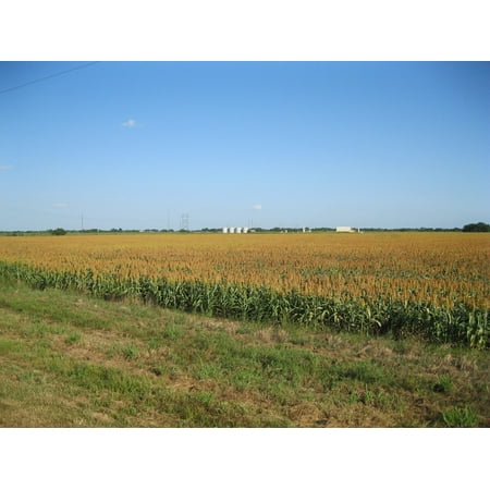 Canvas Print Photo shows a corn field adjacent to Farm to Market Road 1160 to the north of New Taiton, Texas. The Stretched Canvas 10 x