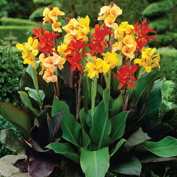 Van Zyverden Cannas Giant Tall Mixed Set of 6 Bulbs Multicolor Full Sun Easy to Grow