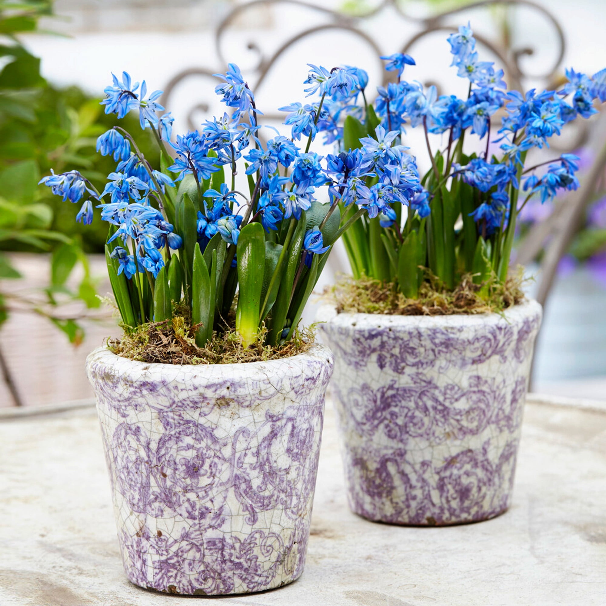 Garden State Bulb Siberian Squill Scilla Flower Bulbs, 7/8cm (Bag of 50)