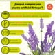 thumbnail image 3 of Planta artificial moderna Artego con maceta decorativa Lavanda Compacta Pack de 2 unidades 34cm de alto, 3 of 9