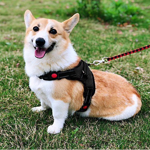 Harnais et Jeu de Laisses pour Gilets pour Chiots, Sûrs et Confortables pour Votre Ami à Quatre Pattes 13-22 lbs