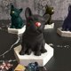 thumbnail image 2 of 3D French Bulldog Soap Mould, Puppy Candle Mold,Animal Ice Cube Tray,Silicone Resin Mould for Chocolate Cake Decorating Cookies, Cakes, molds, 2 of 4