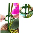 thumbnail image 2 of Garden Climbing Plant Support – Poles and Racks for Hippeastrum, Roses, Tomatoes & Flower -Toppling, 2 of 5