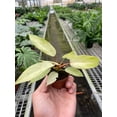 thumbnail image 2 of Philodendron 'Snowdrift', 2 of 5