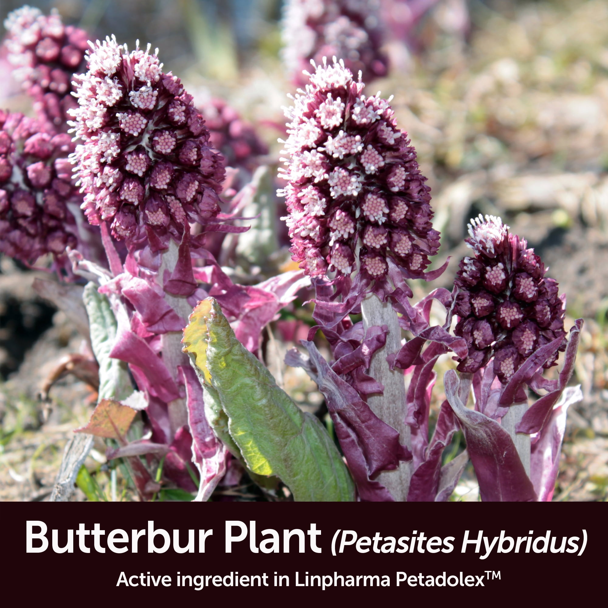 Buy Linpharma Petadolex 50 mg patented PAfree butterbur root extract