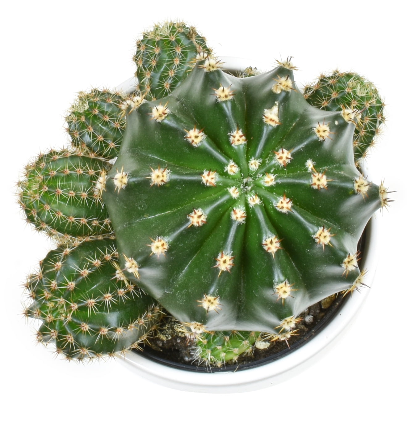 Altman Plants 3.5" Assorted Cactus with White Ceramic Pot