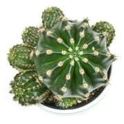 Altman Plants 3.5 Assorted Cactus with White Ceramic Pot