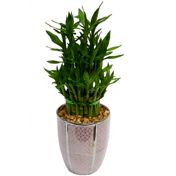 Walmart Plants And Shrubs Walmart Plants And Shrubs