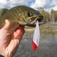 thumbnail image 3 of Señuelo de pesca con vibración de hundimiento VIB, aparejos de cebo de lucio de pesca dura con ojos 3D Tmvgtek Para estrenar, 3 of 6
