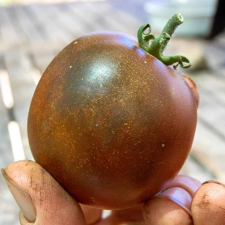 Plant Good Seed Black Prince Tomato Seeds for Planting: Heirloom Full Sun  Perennial 25 Seed Packet - Walmart.com