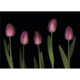 thumbnail image 1 of Pink Tulips Poster Print by Deddeda, 34 x 24 - Large, 1 of 1