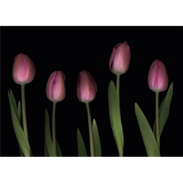 Pink Tulips Poster Print by Deddeda, 34 x 24 - Large