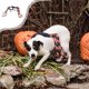 thumbnail image 1 of Disfraz de Tarántula Mascota de Halloween | Disfraz de araña de peluche para perros | Tejido suave y transpirable | Diseño fácil de llevar | Negro, rosa, verde, naranja, morado, azul | 41,7x15,7, 1 of 6