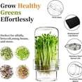 thumbnail image 6 of Sprouting Jar Kit Include 1000ml Sprouting Jar, Stand, Tray, Lid for Broccoli Microgreens Seeds, 6 of 9