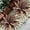 Purple, variant on Fake Plants Artificial Agave Plants 13.8" Large UV Resistant Fake Agave Planters for Indoor and Outdoor Decorating Tropical Plant Succulents Greenery Indoor Decor(2Pack, Purple