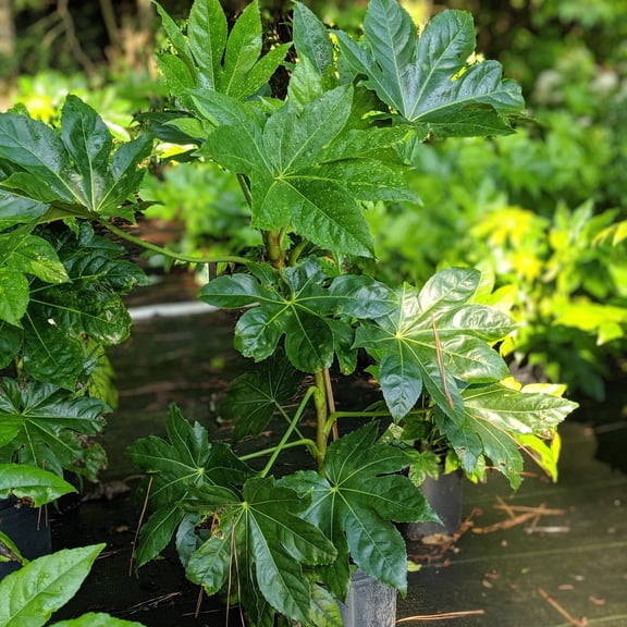 Japanese Aralia, Japanese Fatsia - Fatsia Japonica