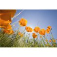 thumbnail image 1 of Poster Coquelicots Orange Print&44; 38 x 24, 1 of 1