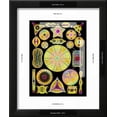 thumbnail image 3 of Art of Diatom Algae from Ernst Haeckel, Botanical Scenic Framed Art Print Wall Art by Mehau Kulyk Sold by ArtCom, 3 of 6