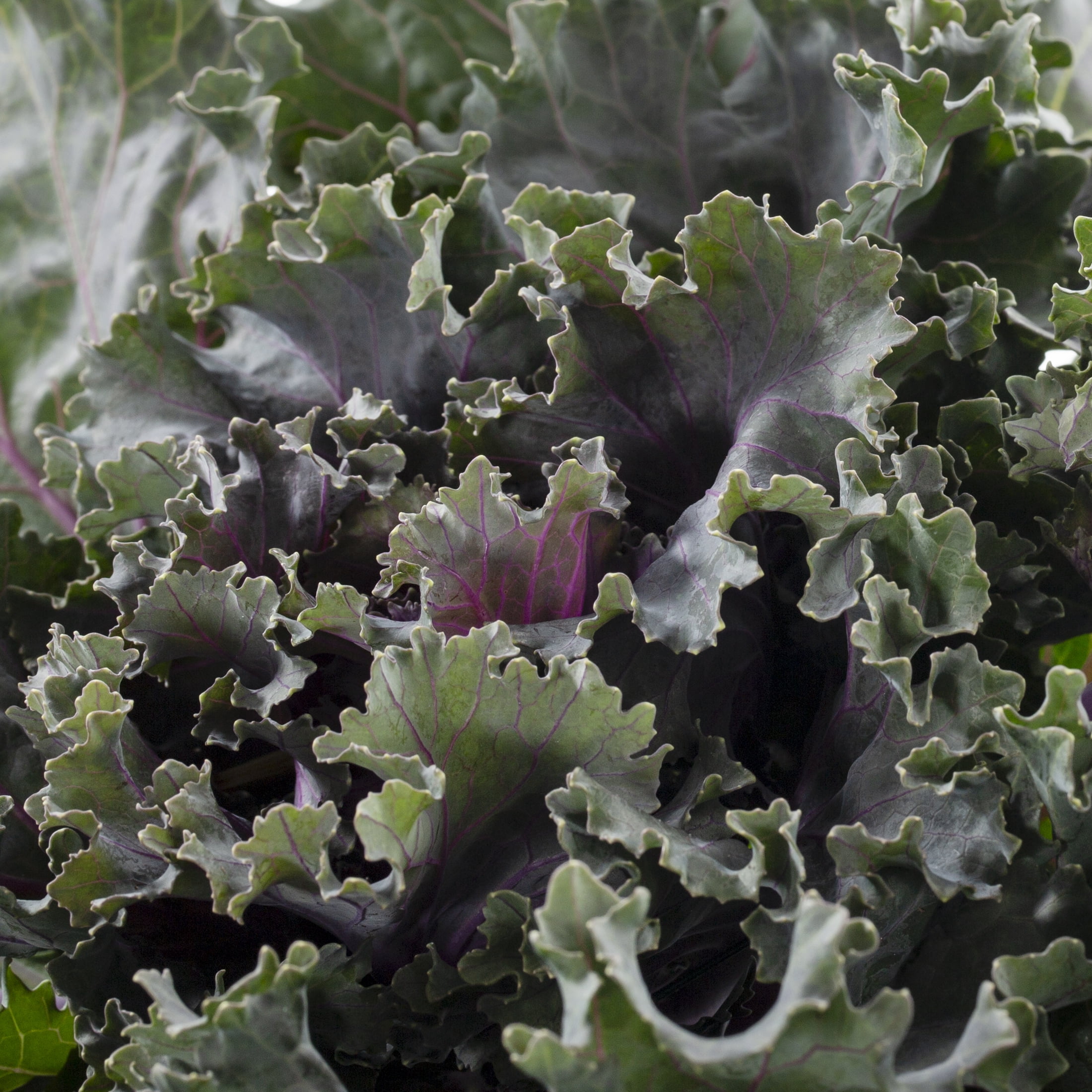 Expert Gardener 12" Red Ornamental Kale Live Plants in Grower Pots (2 Count)