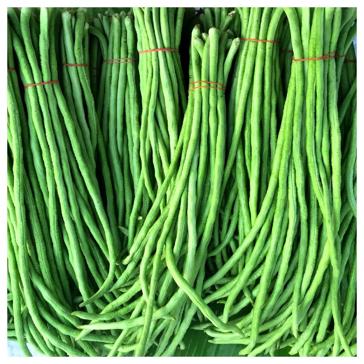 Everwilde Farms 1 oz Organic Green Yard Long Bean Seeds Gold Vault